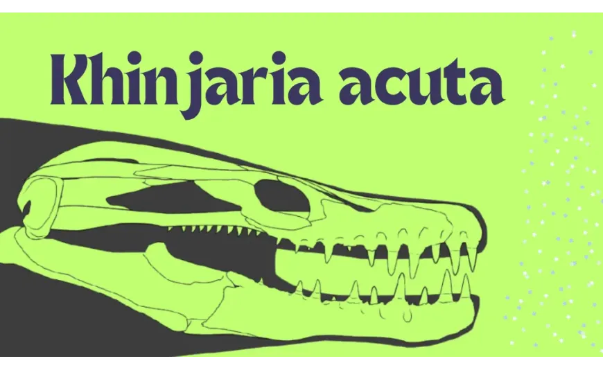 Khinjaria acuta : Le monstre marin aux dents de poignard du Crétacé Khinjaria acuta : Le monstre marin aux dents de poignard du Crétacé