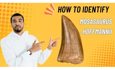 Unlocking the Secrets of Ancient Seas: A Guide to Identifying a Mosasaurus hoffmannii Tooth Unlocking the Secrets of Ancient Seas: A Guide to Identifying a Mosasaurus hoffmannii Tooth