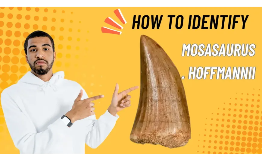 Unlocking the Secrets of Ancient Seas: A Guide to Identifying a Mosasaurus hoffmannii Tooth Unlocking the Secrets of Ancient Seas: A Guide to Identifying a Mosasaurus hoffmannii Tooth