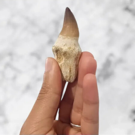 Dent de Mosasaurus Prognathodon anceps 6,5cm x 2,6cm x 1,8cm