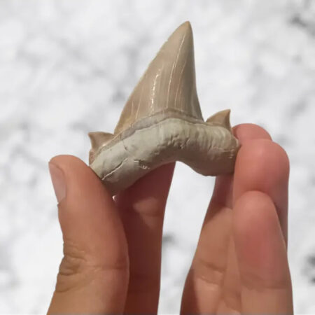 Dent de requin Otodus obliquus 4,8cm x 4,4cm x 1,3cm