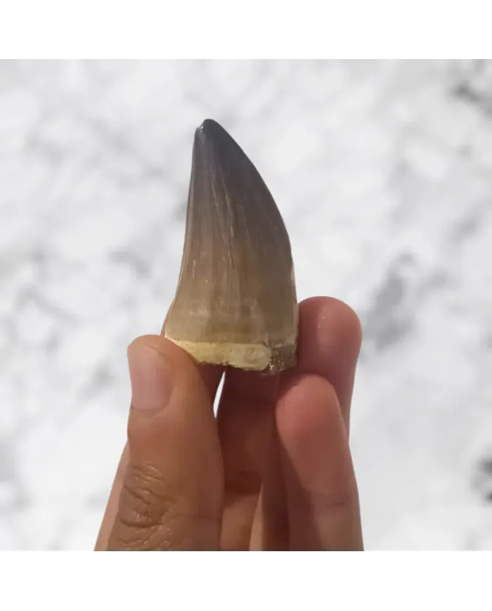 Dent de Mosasaurus Prognathodon anceps 4,8cm x 2,6cm x 2,1cm