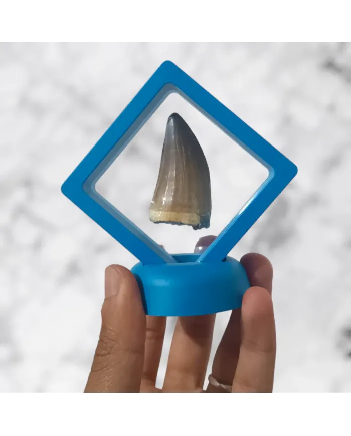 Dent de Mosasaurus Prognathodon anceps 4,8cm x 2,6cm x 2,1cm