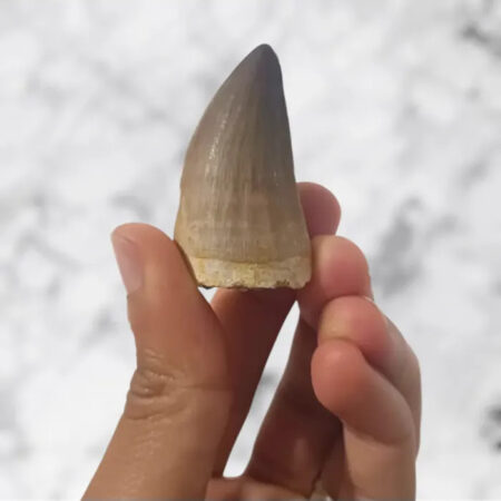 Dent de Mosasaurus Prognathodon anceps 4,8cm x 2,6cm x 2,1cm