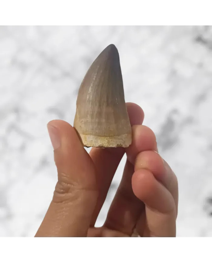 Dent de Mosasaurus Prognathodon anceps 4,8cm x 2,6cm x 2,1cm