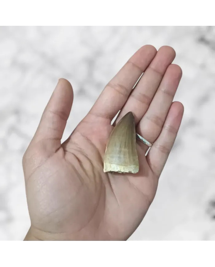 Dent de Mosasaurus Prognathodon anceps 4,8cm x 2,6cm x 2,1cm