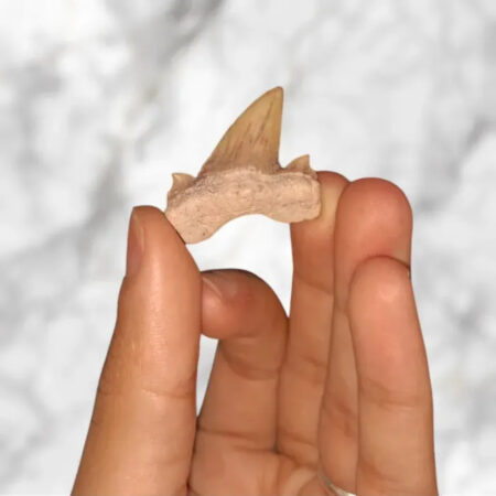 Dent requin Otodus obliquus Pathologic 2,8cm x 3,0cm x 0,8cm