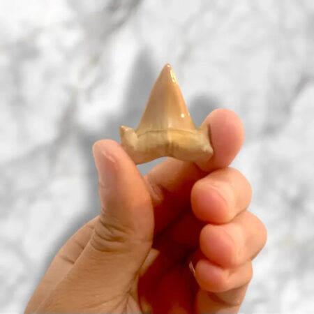 Dent de requin Cretolamna appendiculata 3,1 cm x 2,9 cm x 1,1 cm