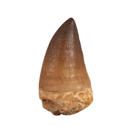 Fossiles de Mosasaurus Prognathodon anceps en gros