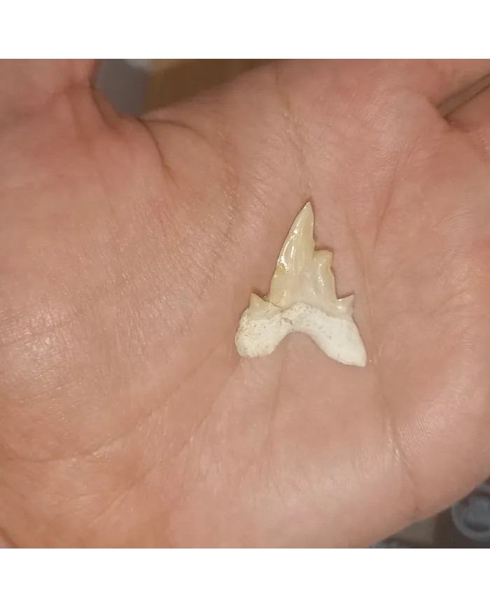 Dent requin Otodus obliquus Pathologic 2,5cm x 2,3cm x 0,6cm