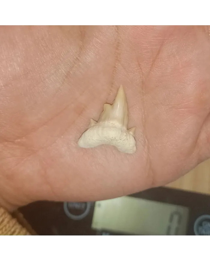 Dent requin Otodus obliquus Pathologic 2,5cm x 2,3cm x 0,6cm