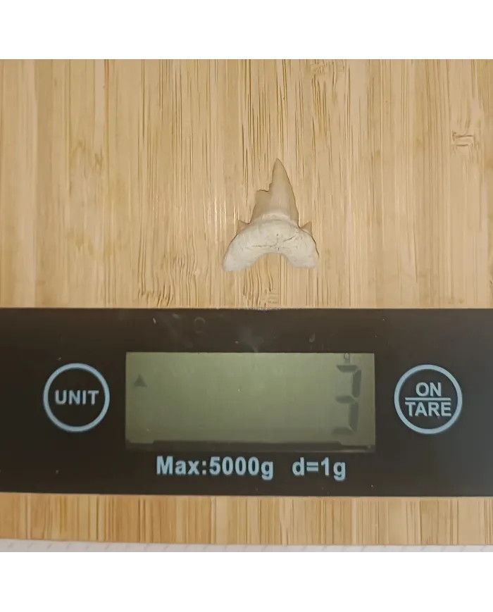 Dent requin Otodus obliquus Pathologic 2,5cm x 2,3cm x 0,6cm