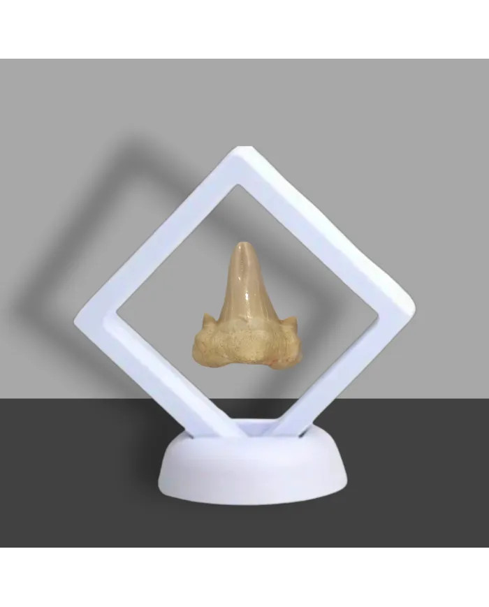 Dent requin Otodus obliquus Pathologic 3,7cm x 3,1cm x 1,3cm