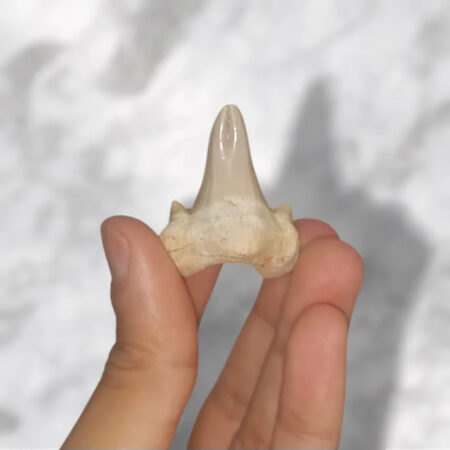 Dent requin Otodus obliquus Pathologic 3,7cm x 3,1cm x 1,3cm