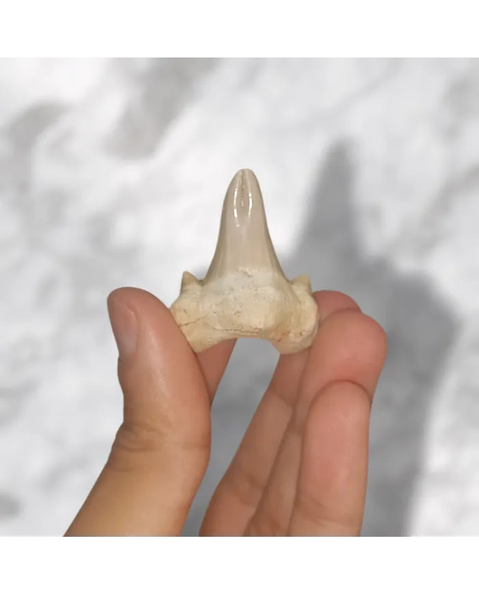 Dent requin Otodus obliquus Pathologic 3,7cm x 3,1cm x 1,3cm