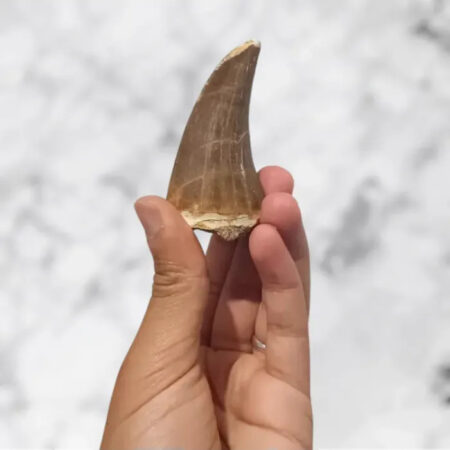 Dent très rare du Mosasaurus Hoffmanni 6,8cm x 3,5cm x 3,0cm