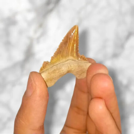 Dent de requin Palaeocarcharodon orientalis 3,5cm x 3,8cm x 0,6cm