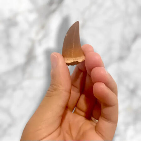 Dent de Mosasaurus Hoffmanni 3,9cm x 2,6cm x 1,0cm