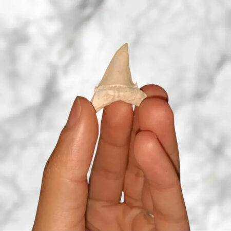 Dent de requin préhistorique Striatolamia macrota (Lamia) 2,7cm x 2,6cm x 0,9cm