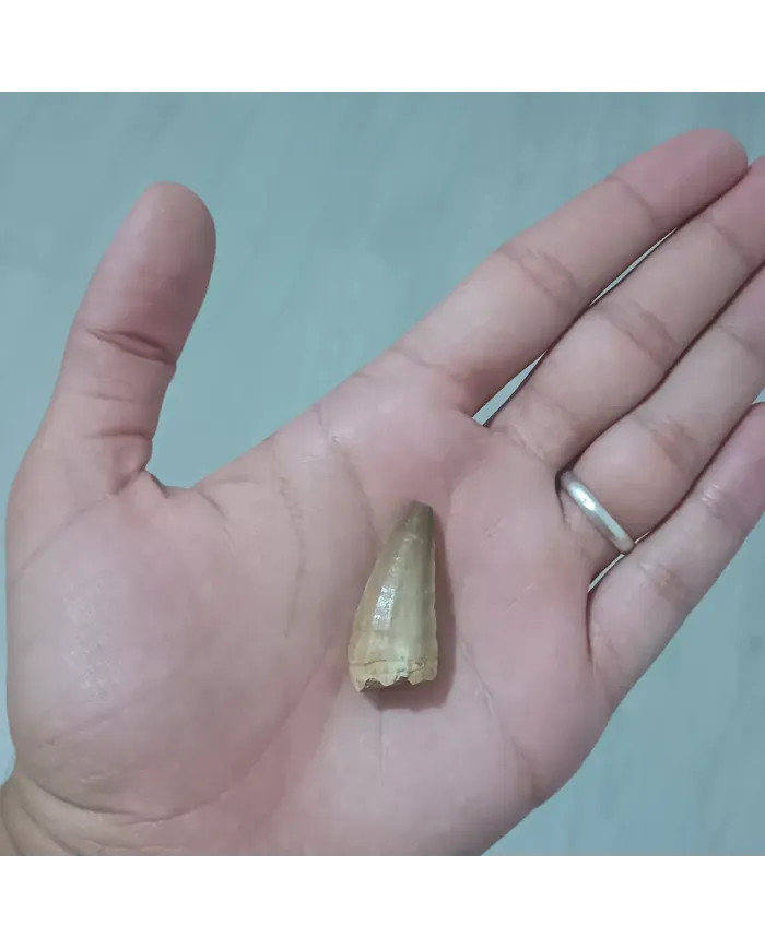 Dent de Mosasaurus baugei 3,1cm x 1,5cm x 1,1cm