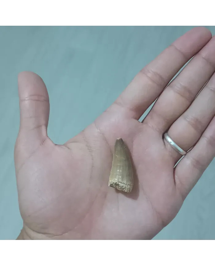 Dent de Mosasaurus baugei 3,1cm x 1,5cm x 1,1cm