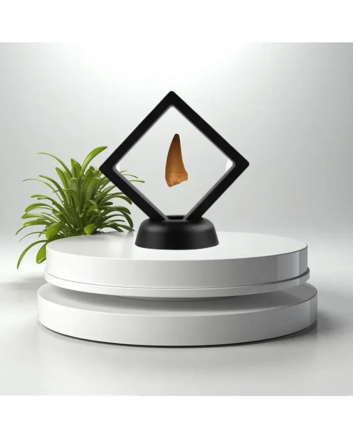 Dent de Mosasaurus baugei 3,1cm x 1,5cm x 1,1cm