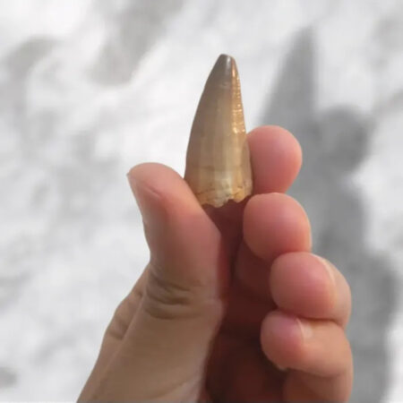 Dent de Mosasaurus baugei 3,1cm x 1,5cm x 1,1cm