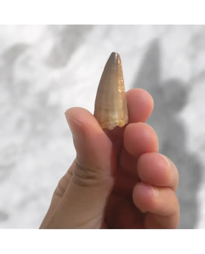 Dent de Mosasaurus baugei 3,1cm x 1,5cm x 1,1cm