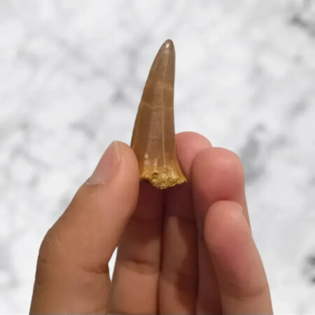 Dent très rare du Khinjari Acuta 4,0cm x 1,6cm x 1,3cm