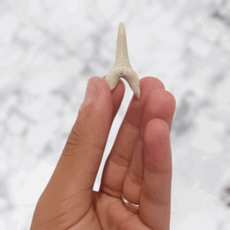 Dent de requin préhistorique Striatolamia macrota (Lamia) 3,6cm x 1,9cm x 0,8cm