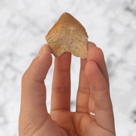 Dent de requin Squalicorax pristodontus 4,0cm x 3,9cm x 0,4cm