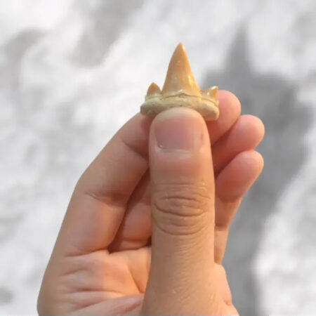 Dent de requin Cretolamna appendiculata 2,2cm x 2,4cm x 0,6cm