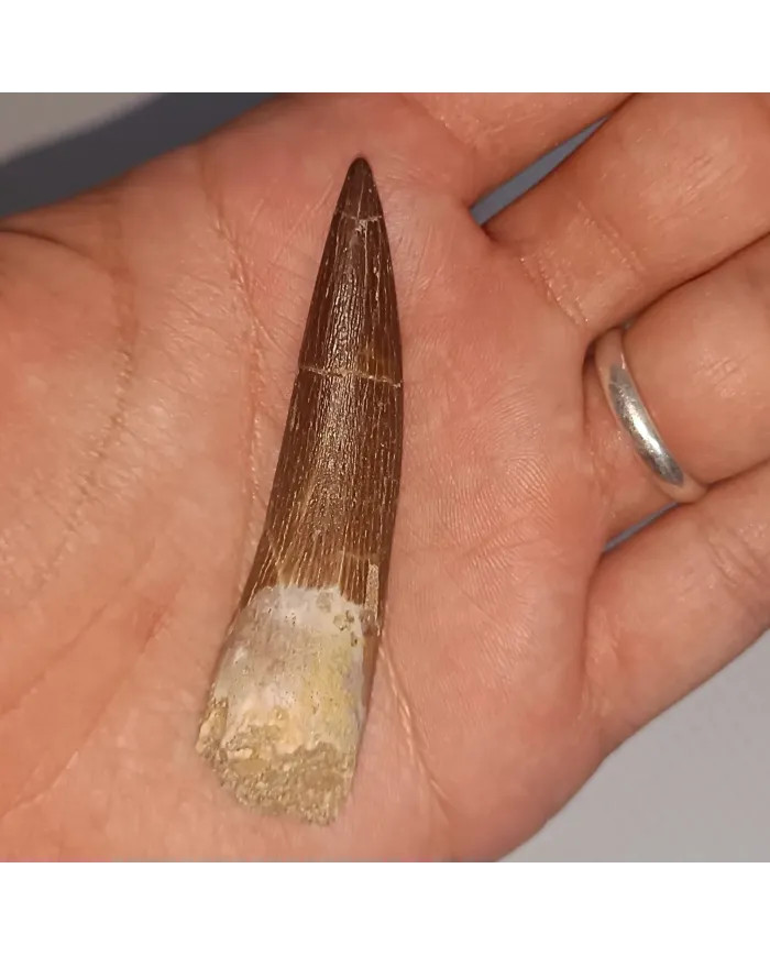 Dent de Zarafasaura oceanis 6,1 cm x 1,5 cm x 1,3 cm