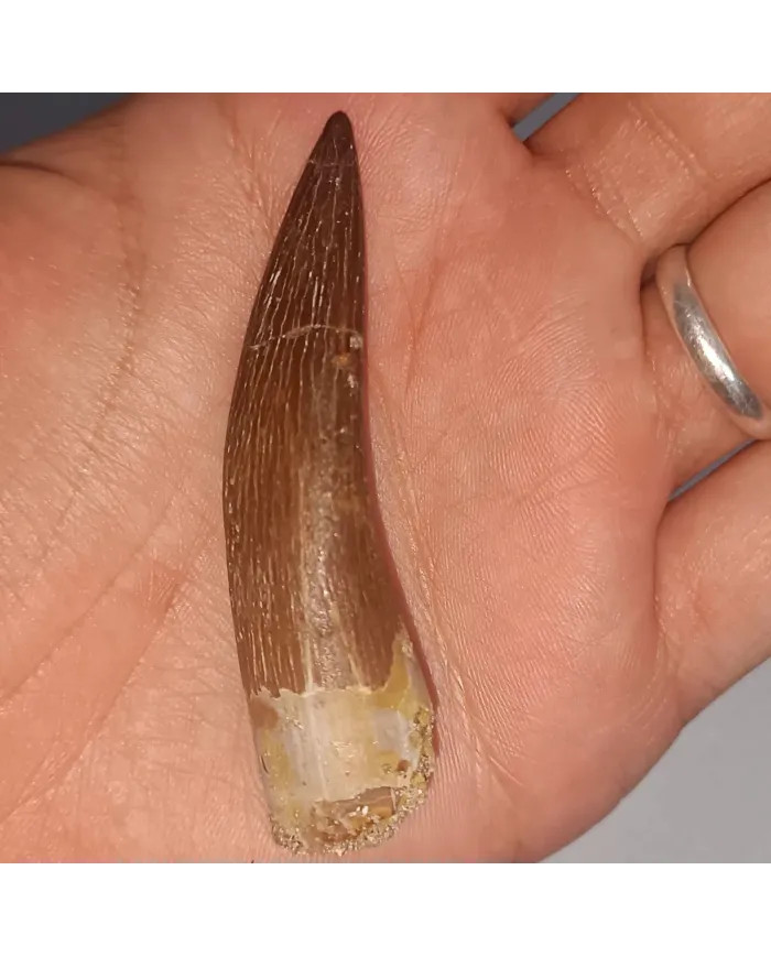 Dent de Zarafasaura oceanis 6,1 cm x 1,5 cm x 1,3 cm