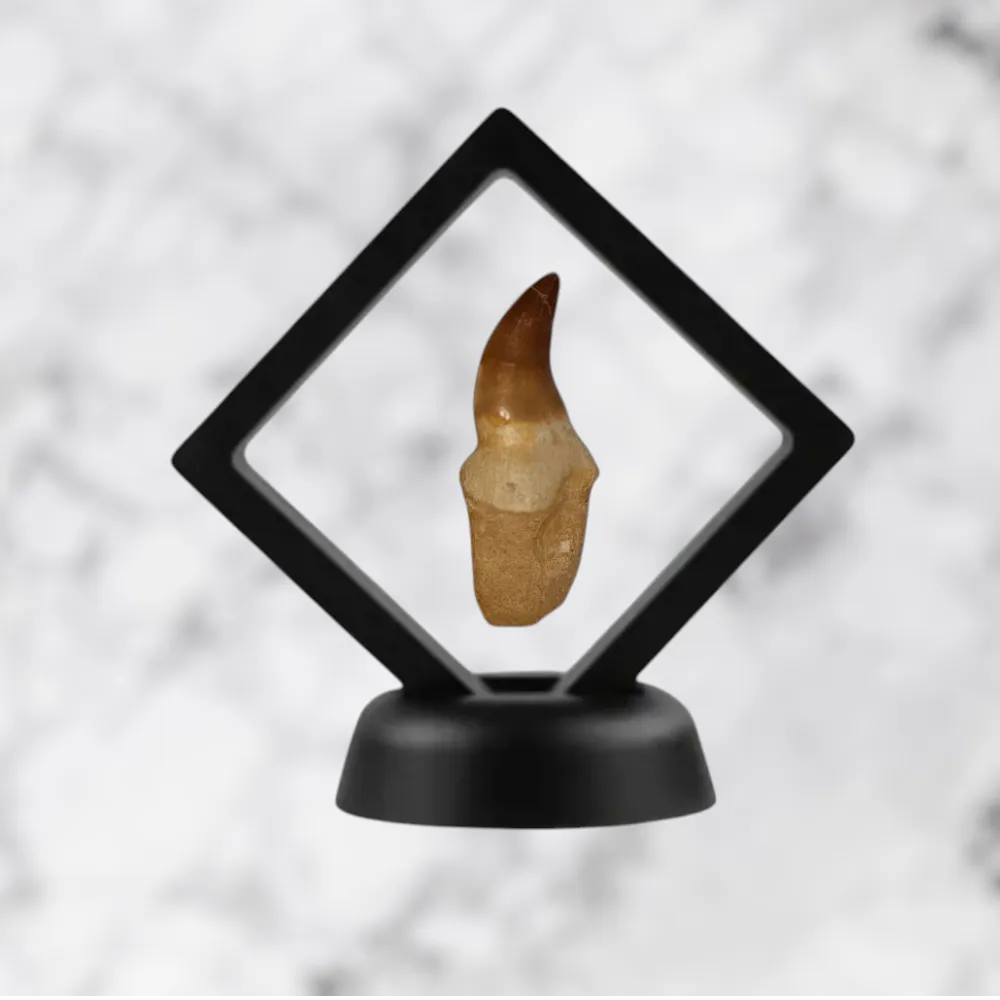 Dent de Mosasaurus Prognathodon anceps 7,6 cm x 2,8 cm x 2,1 cm