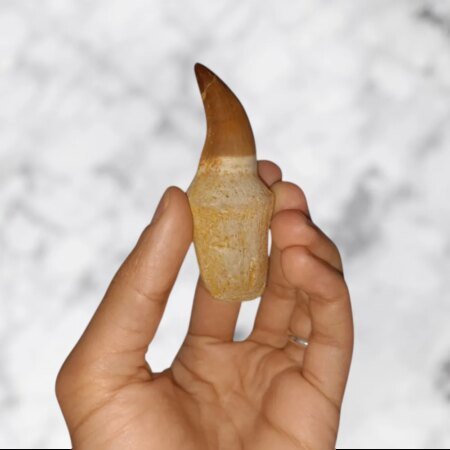 Dent de Mosasaurus Prognathodon anceps 7,6 cm x 2,8 cm x 2,1 cm