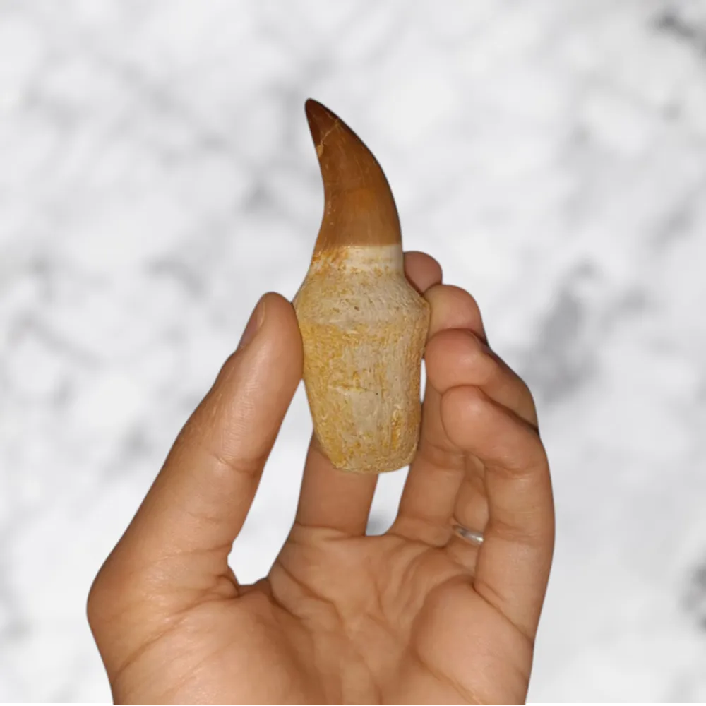 Dent de Mosasaurus Prognathodon anceps 7,6 cm x 2,8 cm x 2,1 cm