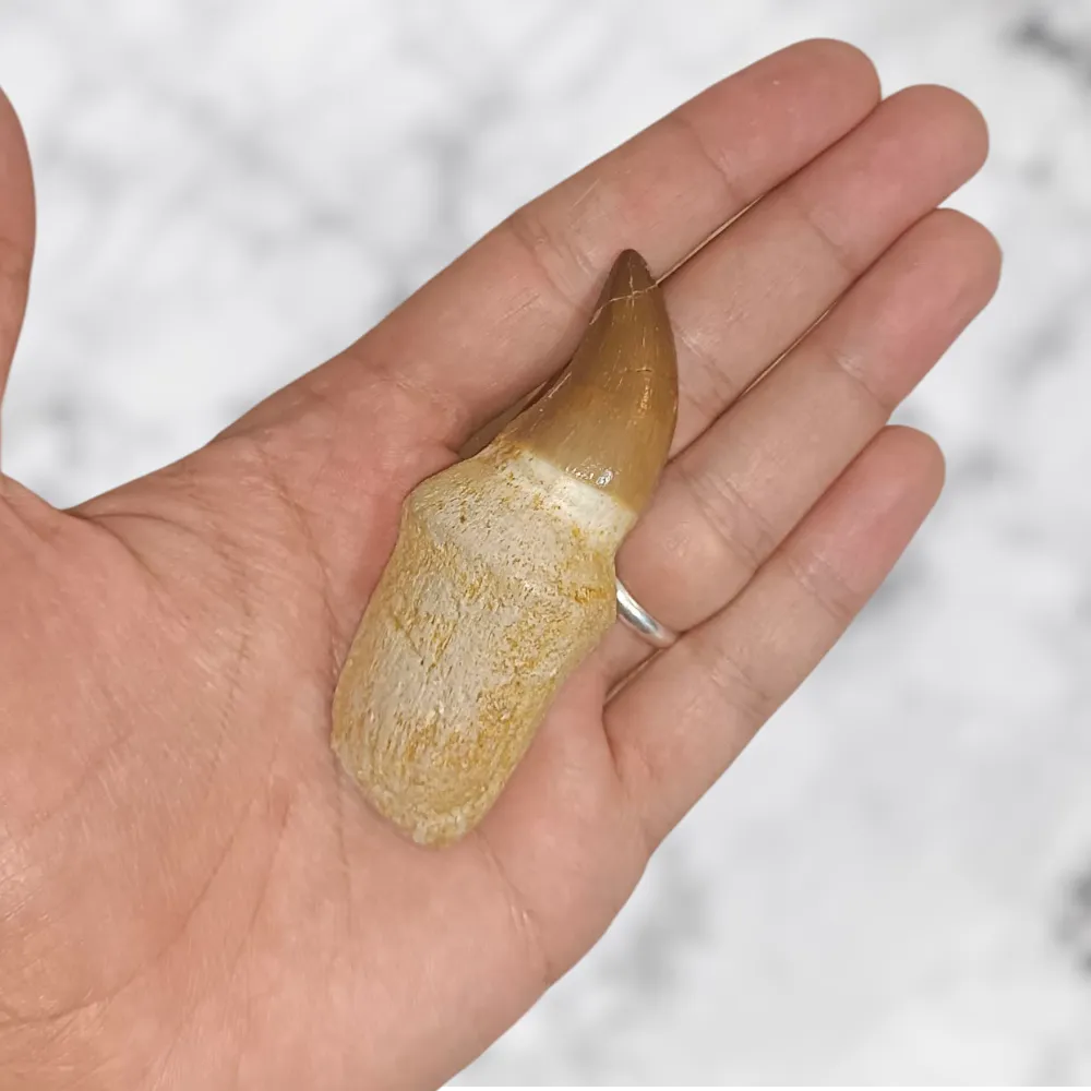 Dent de Mosasaurus Prognathodon anceps 7,6 cm x 2,8 cm x 2,1 cm