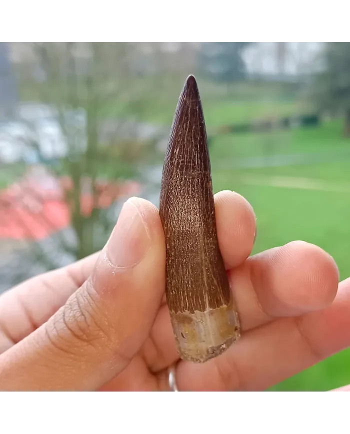 Dent de Zarafasaura oceanis 6,1 cm x 1,5 cm x 1,3 cm