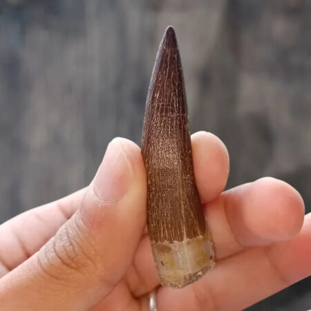 Dent de Zarafasaura oceanis 6,1 cm x 1,5 cm x 1,3 cm