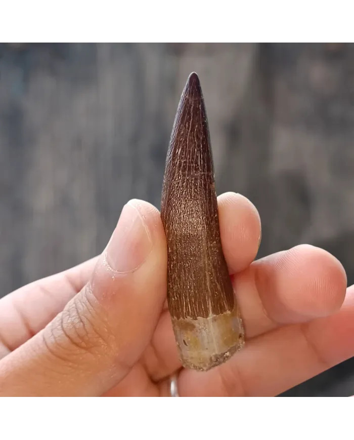 Dent de Zarafasaura oceanis 6,1 cm x 1,5 cm x 1,3 cm