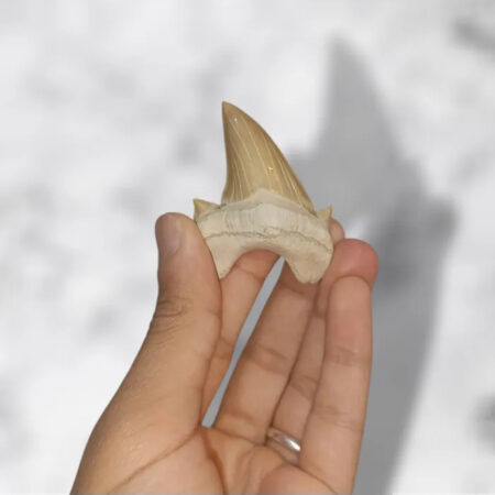 Dent de requin fossile Otodus obliquus 5.3cm x 4.2cm x 1.6cm