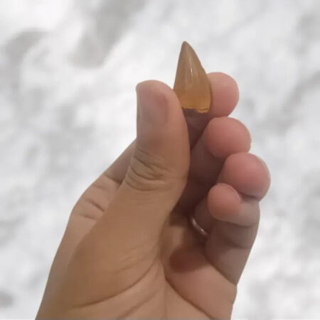 Dent de Mosasaurus baugei 2,4cm x 1,3cm x 0,9cm