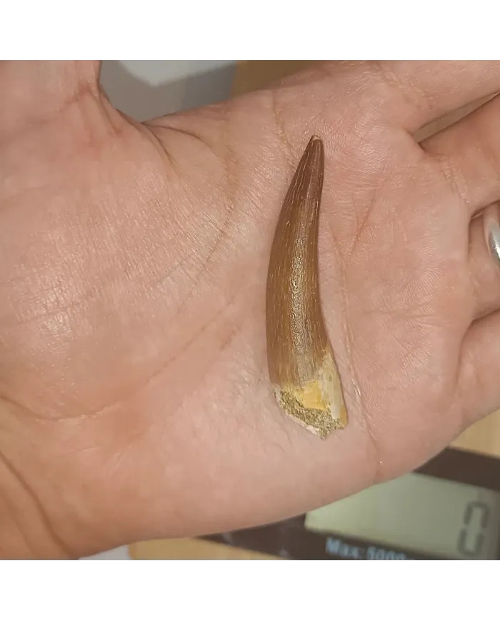 Dent de Zarafasaura oceanis 5,3cm x 1,4cm x 1,3cm