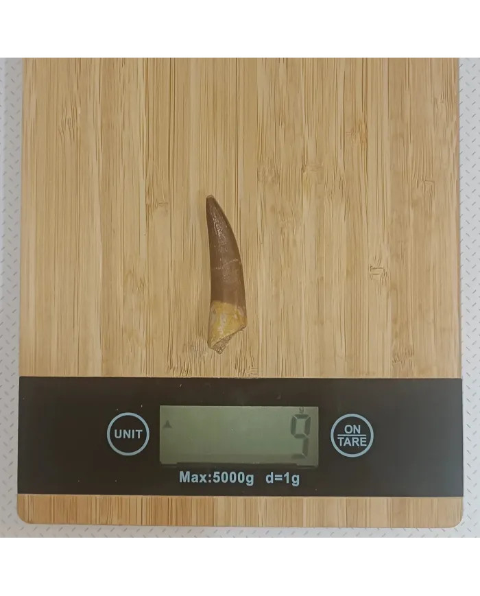 Dent de Zarafasaura oceanis 5,3cm x 1,4cm x 1,3cm