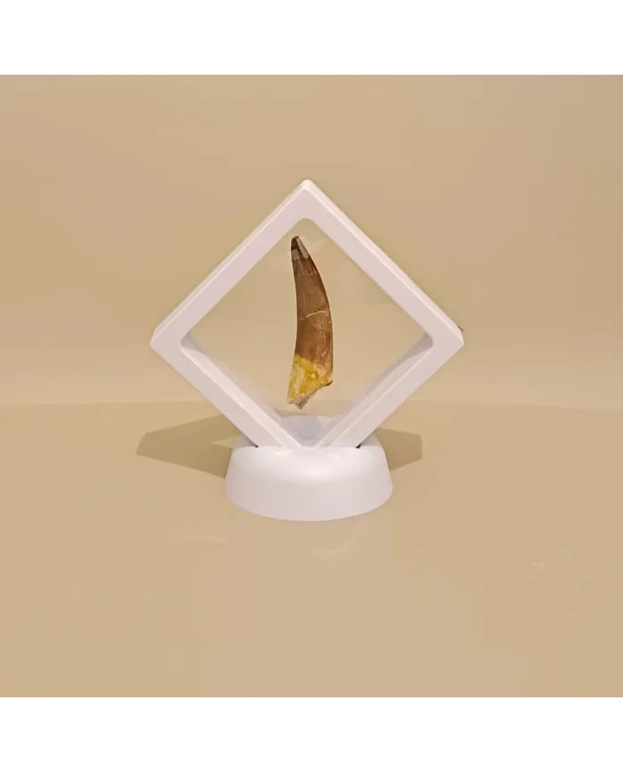 Dent de Zarafasaura oceanis 5,3cm x 1,4cm x 1,3cm