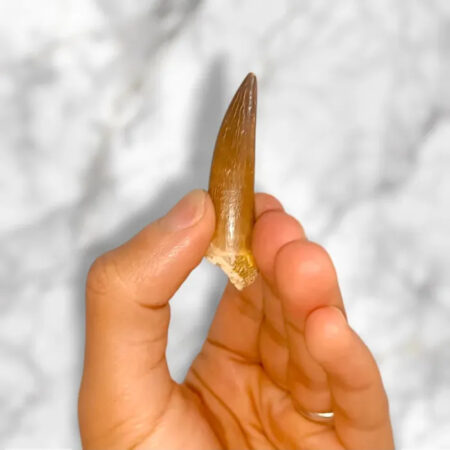 Dent de Zarafasaura oceanis 5,3cm x 1,4cm x 1,3cm