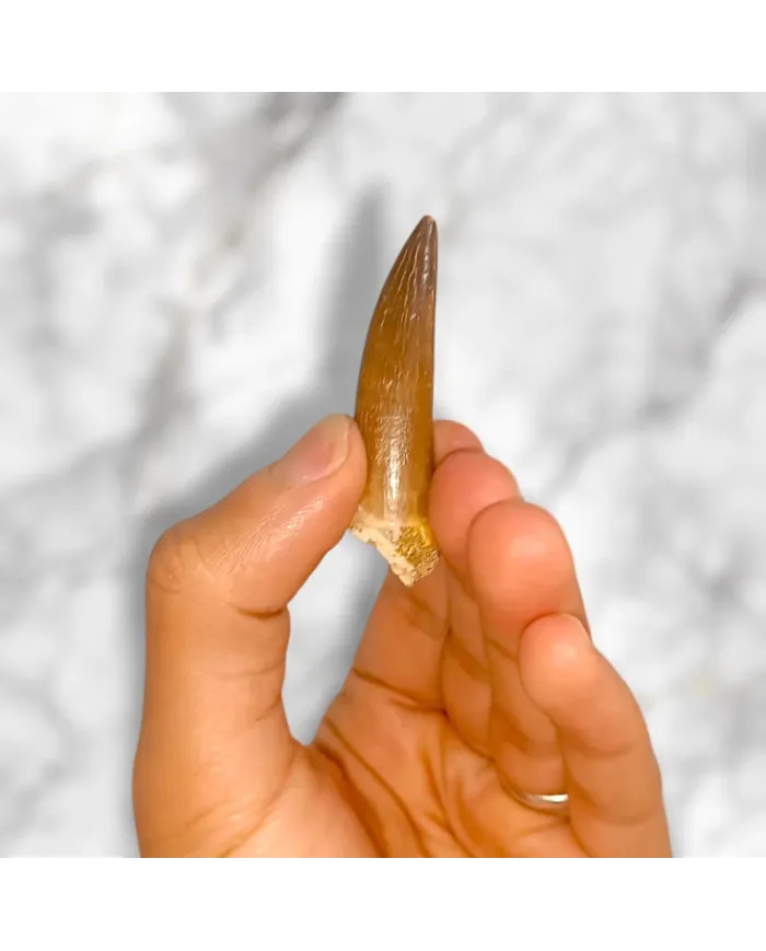 Dent de Zarafasaura oceanis 5,3cm x 1,4cm x 1,3cm