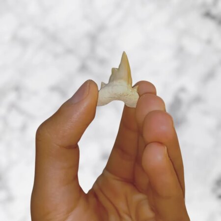 Dent requin Otodus obliquus Pathologic 2,5cm x 2,3cm x 0,6cm