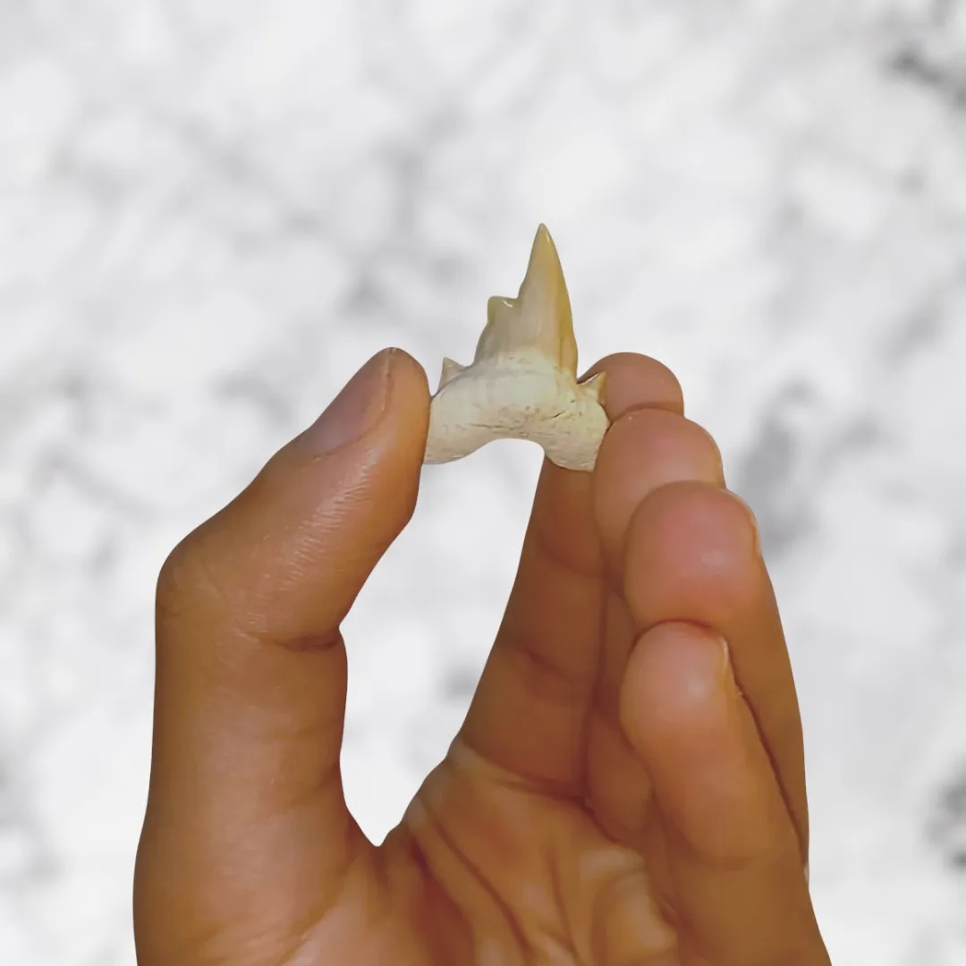 Dent requin Otodus obliquus Pathologic 2,5cm x 2,3cm x 0,6cm